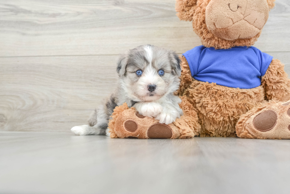 Mini Pomskydoodle Pup Being Cute