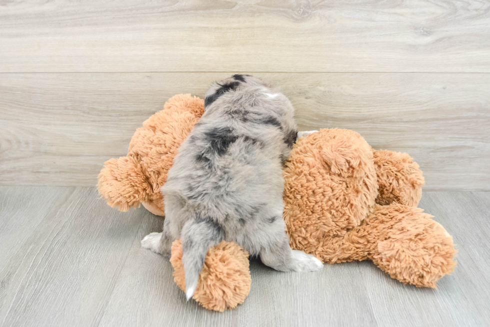 Sweet Mini Pomskydoodle Baby