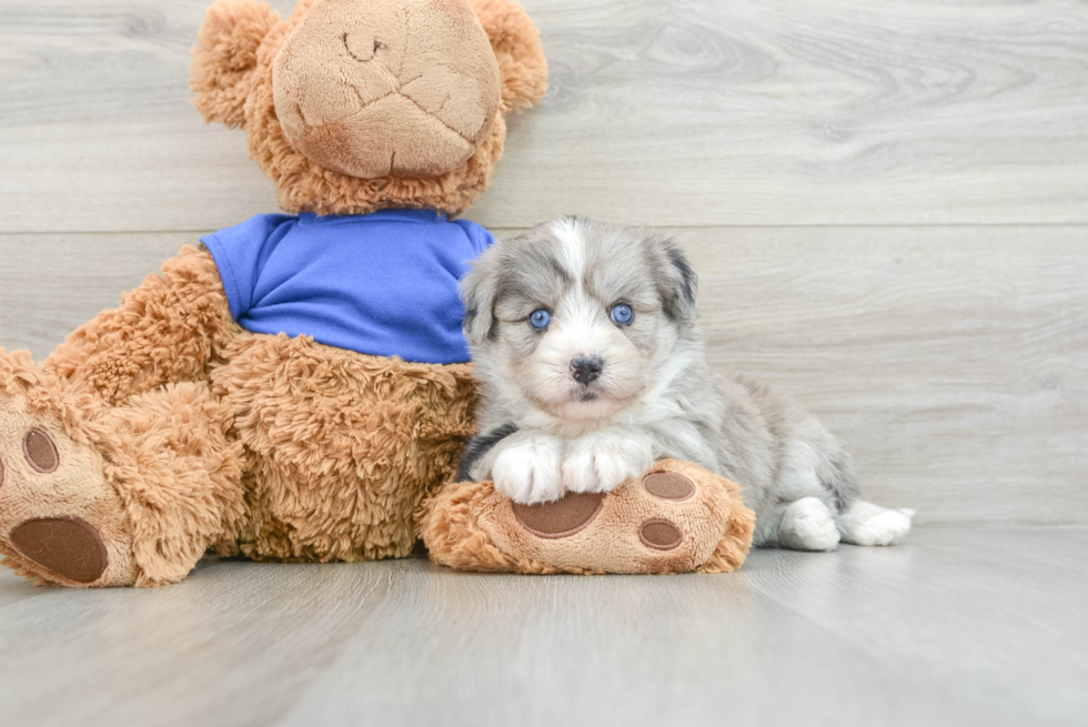 Mini Pomskydoodle Pup Being Cute