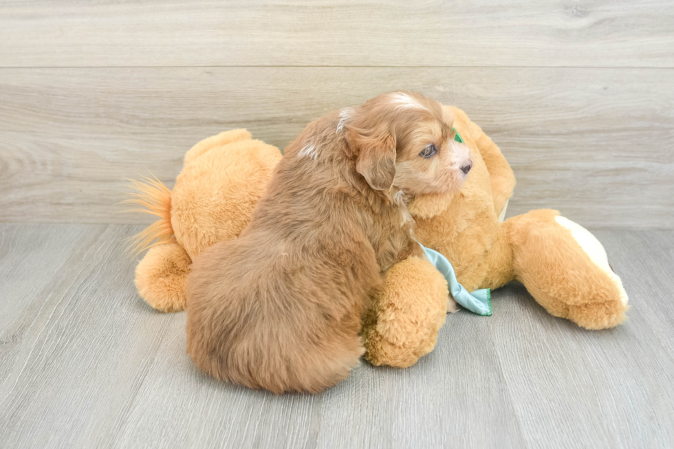 Adorable Mini Pomskydoodle Poodle Mix Puppy