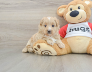 5 week old Mini Pomskydoodle Puppy For Sale - Seaside Pups