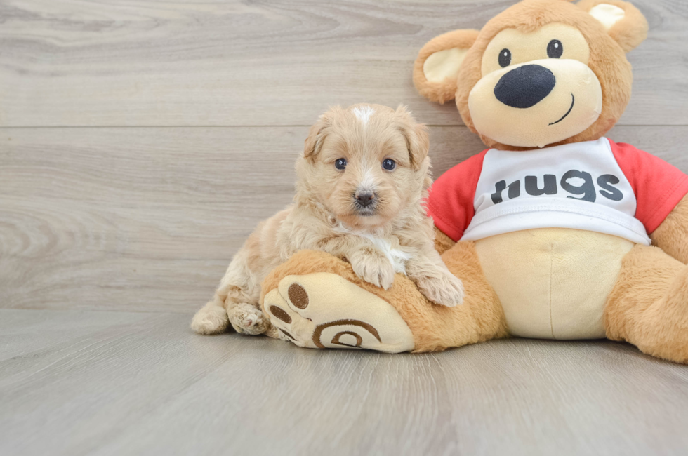 6 week old Mini Pomskydoodle Puppy For Sale - Seaside Pups