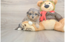 Fluffy Mini Pomskydoodle Poodle Mix Pup
