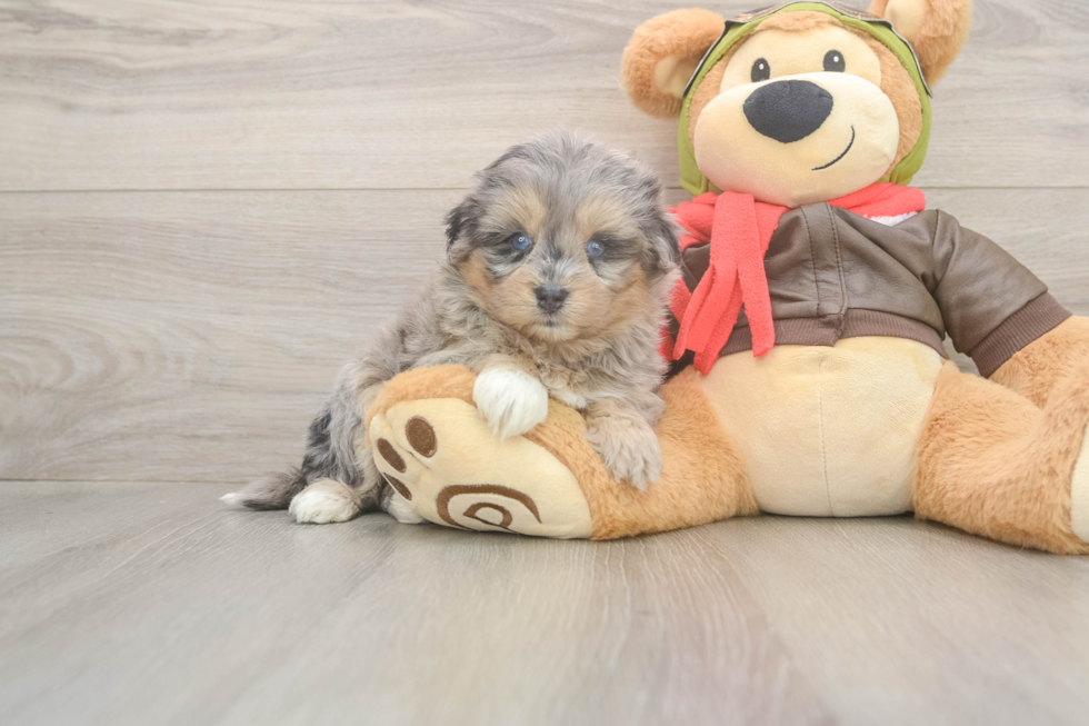 Fluffy Mini Pomskydoodle Poodle Mix Pup