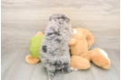 Mini Pomskydoodle Puppy for Adoption