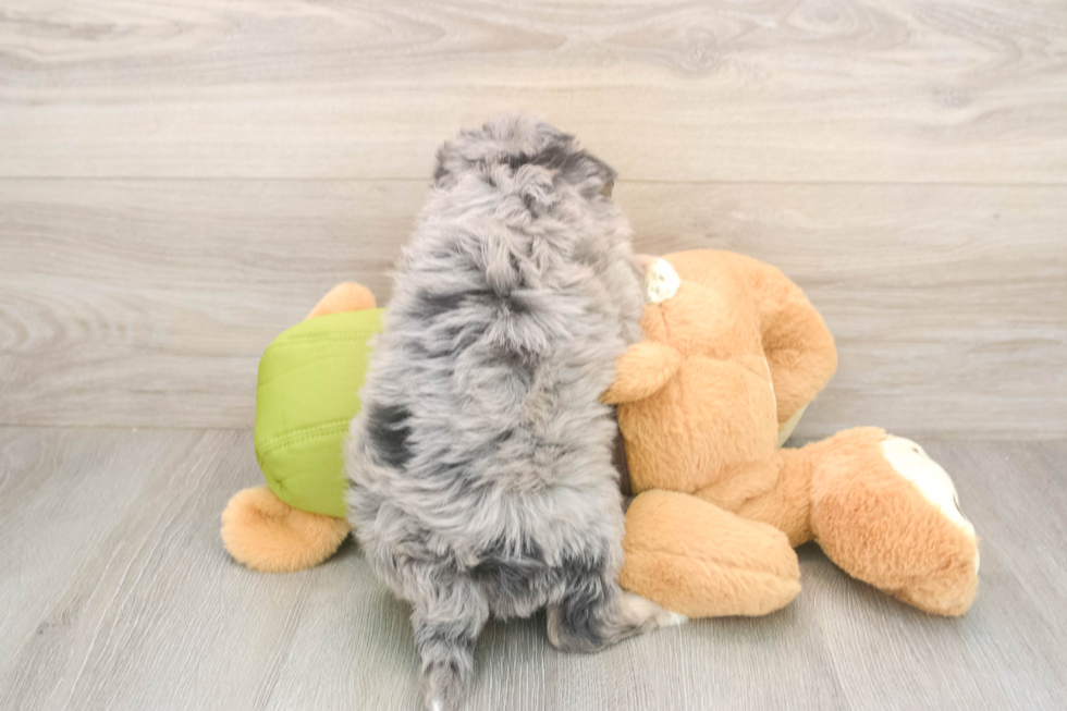 Mini Pomskydoodle Puppy for Adoption