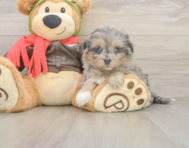 5 week old Mini Pomskydoodle Puppy For Sale - Seaside Pups