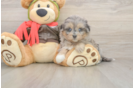 Best Mini Pomskydoodle Baby