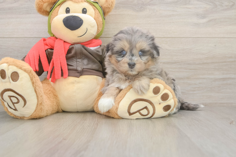 Best Mini Pomskydoodle Baby