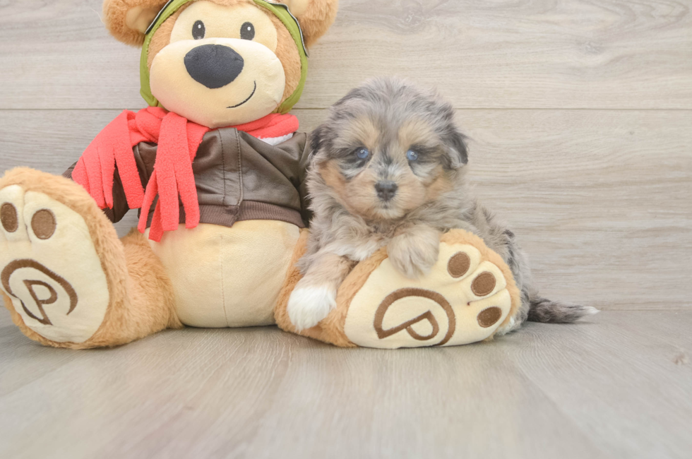 5 week old Mini Pomskydoodle Puppy For Sale - Seaside Pups