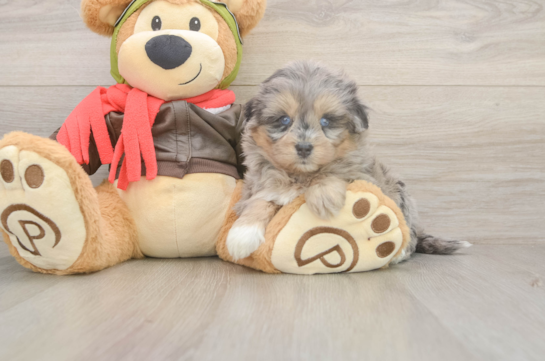 Best Mini Pomskydoodle Baby
