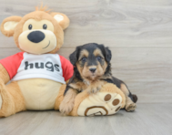 5 week old Mini Pomskydoodle Puppy For Sale - Seaside Pups