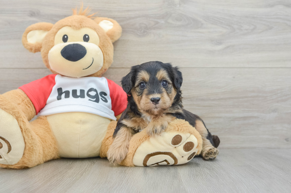 6 week old Mini Pomskydoodle Puppy For Sale - Seaside Pups