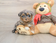 7 week old Mini Pomskydoodle Puppy For Sale - Seaside Pups