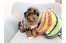 Smart Mini Pomskydoodle Poodle Mix Pup