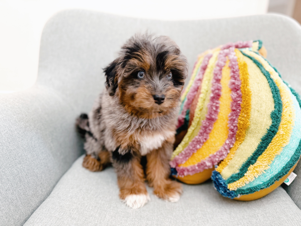 Smart Mini Pomskydoodle Poodle Mix Pup