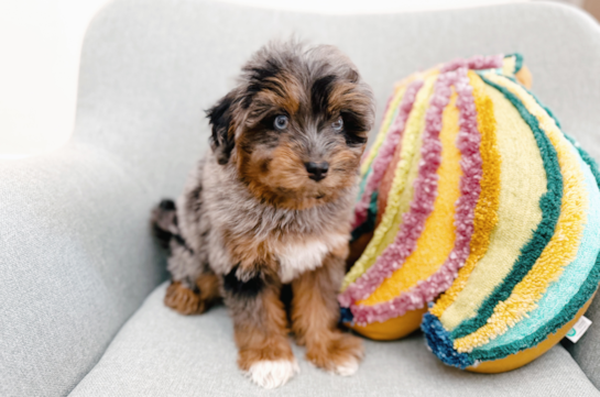 Smart Mini Pomskydoodle Poodle Mix Pup