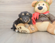 8 week old Mini Pomskydoodle Puppy For Sale - Seaside Pups