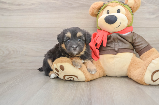 Best Mini Pomskydoodle Baby