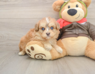 5 week old Mini Pomskydoodle Puppy For Sale - Seaside Pups