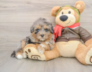 7 week old Mini Pomskydoodle Puppy For Sale - Seaside Pups