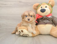 5 week old Mini Pomskydoodle Puppy For Sale - Seaside Pups