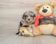 5 week old Mini Pomskydoodle Puppy For Sale - Seaside Pups