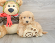 5 week old Mini Pomskydoodle Puppy For Sale - Seaside Pups
