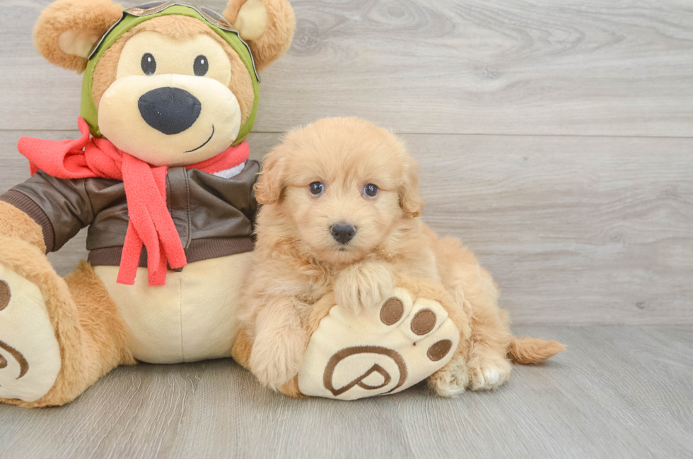 5 week old Mini Pomskydoodle Puppy For Sale - Seaside Pups