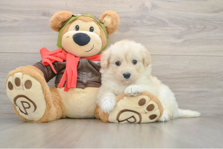 Mini Pomskydoodle Puppy for Adoption