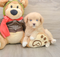 5 week old Mini Pomskydoodle Puppy For Sale - Seaside Pups
