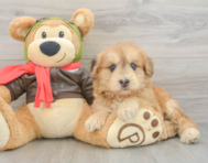 5 week old Mini Pomskydoodle Puppy For Sale - Seaside Pups