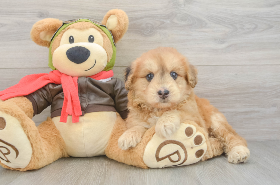 5 week old Mini Pomskydoodle Puppy For Sale - Seaside Pups