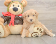 5 week old Mini Pomskydoodle Puppy For Sale - Seaside Pups