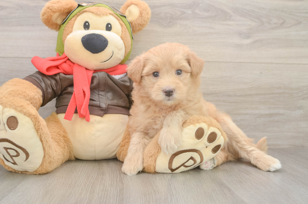 5 week old Mini Pomskydoodle Puppy For Sale - Seaside Pups