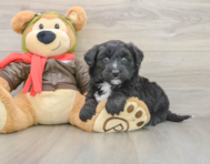 5 week old Mini Pomskydoodle Puppy For Sale - Seaside Pups