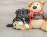 6 week old Mini Pomskydoodle Puppy For Sale - Seaside Pups
