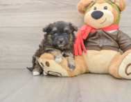 5 week old Mini Pomskydoodle Puppy For Sale - Seaside Pups