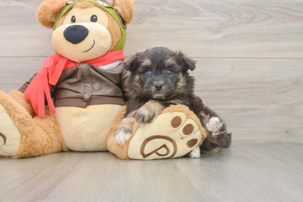 Small Mini Pomskydoodle Baby