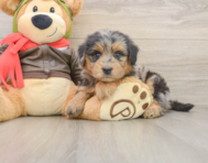 6 week old Mini Pomskydoodle Puppy For Sale - Seaside Pups