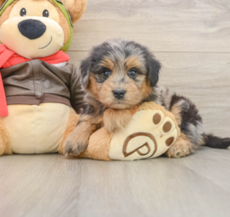 5 week old Mini Pomskydoodle Puppy For Sale - Seaside Pups