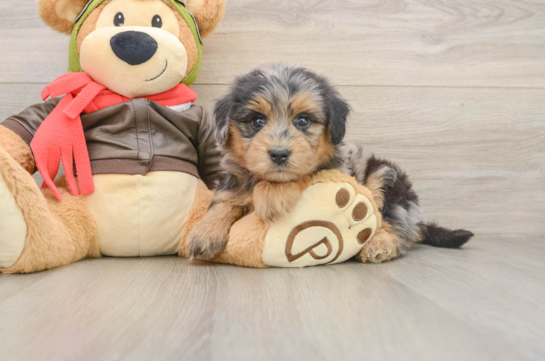 Mini Pomskydoodle Puppy for Adoption