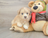 7 week old Mini Pomskydoodle Puppy For Sale - Seaside Pups