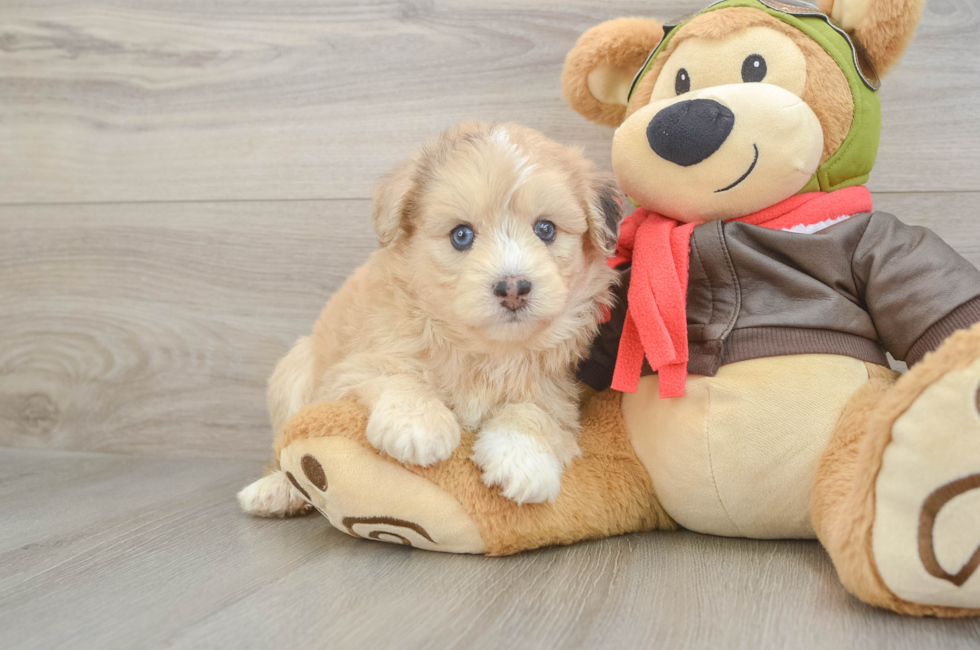5 week old Mini Pomskydoodle Puppy For Sale - Seaside Pups