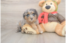 Mini Pomskydoodle Puppy for Adoption