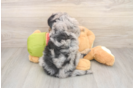 Smart Mini Pomskydoodle Poodle Mix Pup