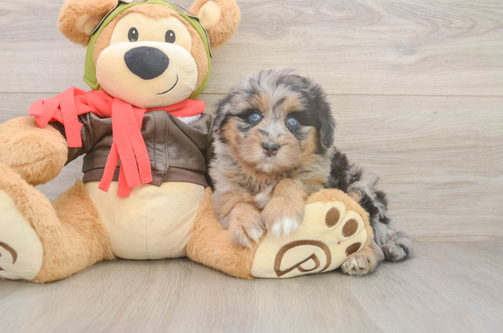 5 week old Mini Pomskydoodle Puppy For Sale - Seaside Pups