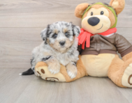 6 week old Mini Pomskydoodle Puppy For Sale - Seaside Pups