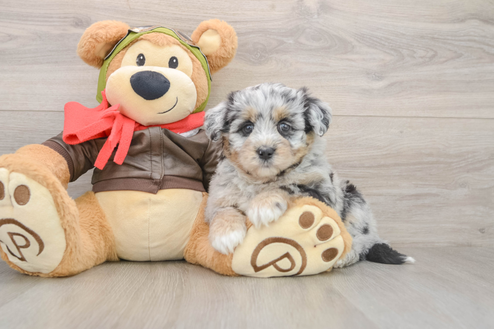 Hypoallergenic Mini Pomskydoodle Poodle Mix Puppy