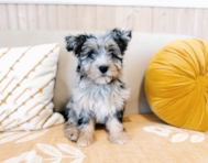 10 week old Mini Pomskydoodle Puppy For Sale - Seaside Pups